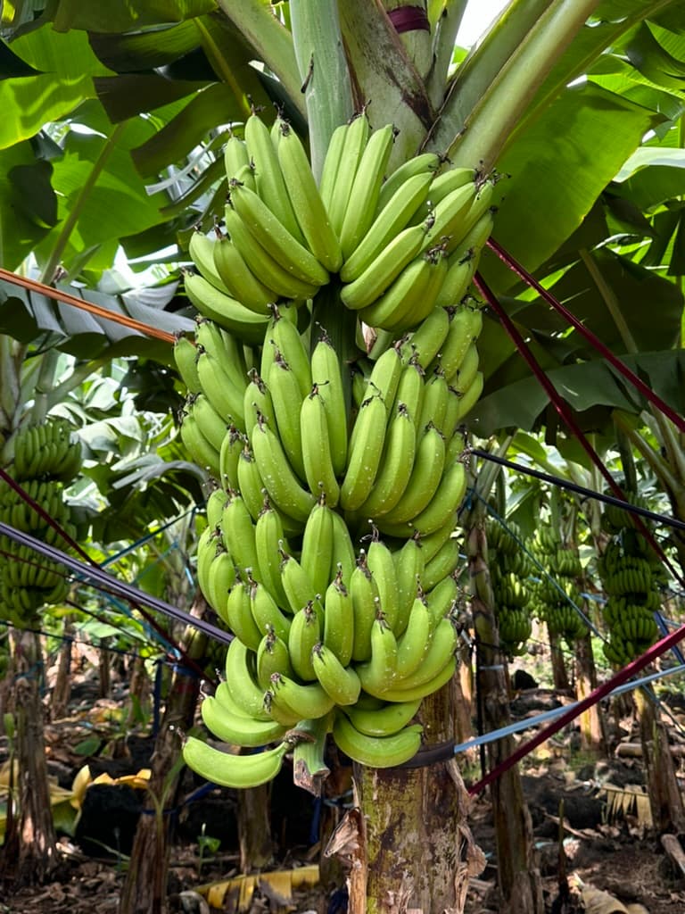 Vietnamese Bananas